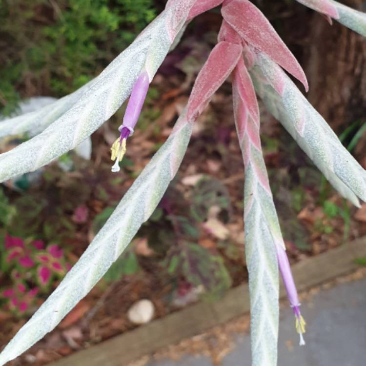 Plant image Tillandsia streptophylla