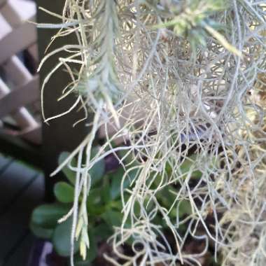 Tillandsia tricholepsis