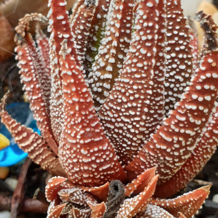 Plant image Haworthia Reinwardtii