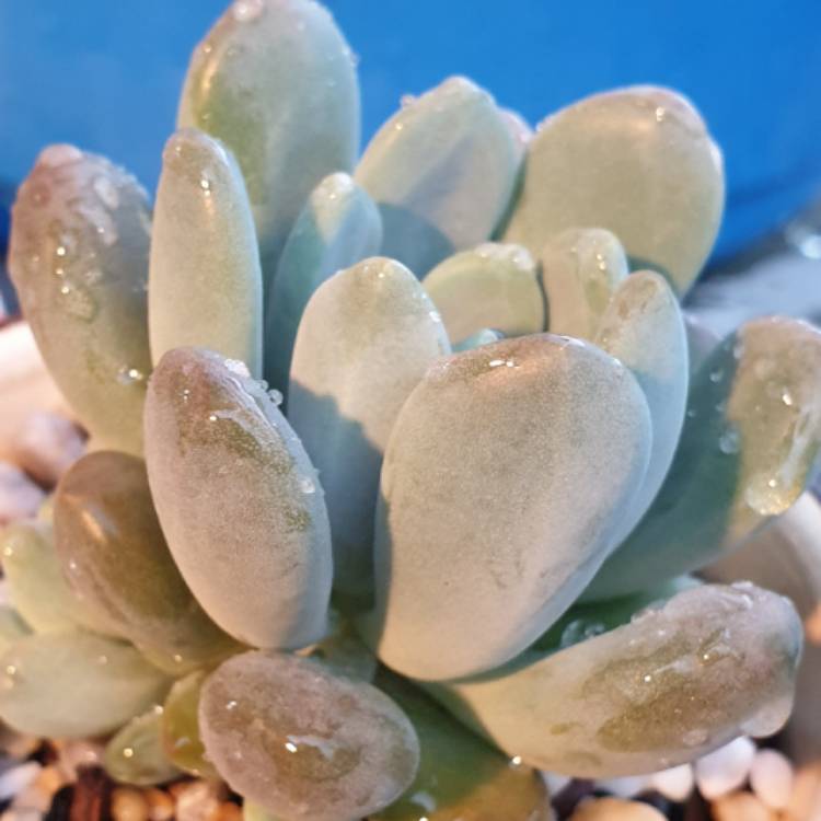 Plant image Pachyphytum longifolium