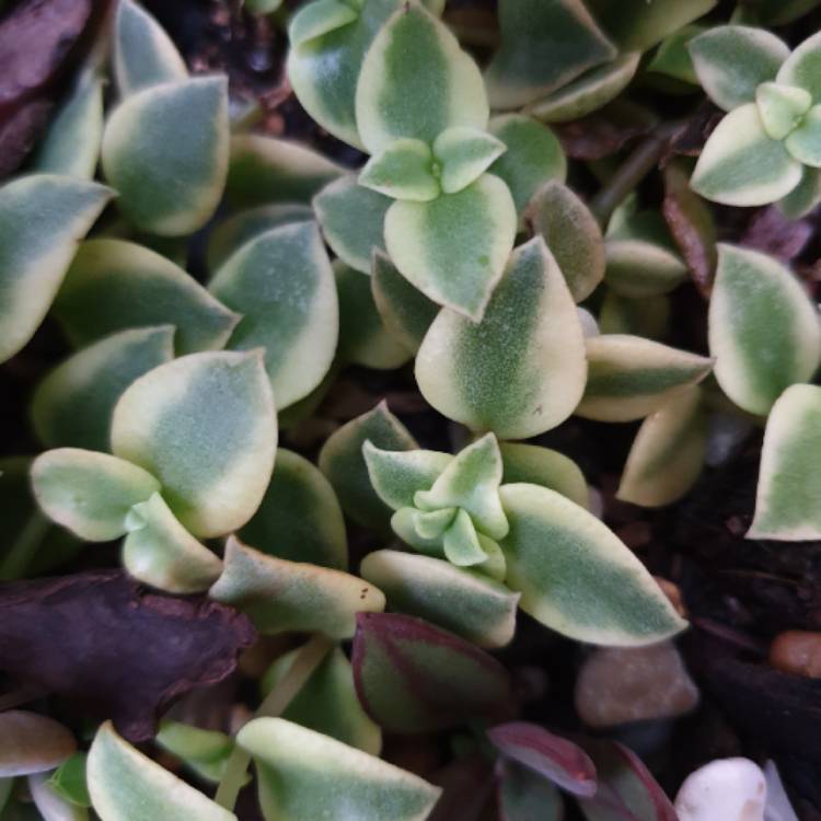 Plant image Crassula 'Isabella'