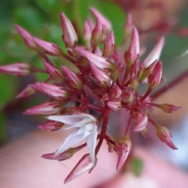 Crassula Sarmentosa