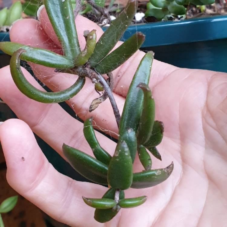 Plant image Kalanchoe Black Widow