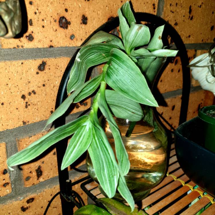 Plant image Tradescantia fluminensis 'Albovittata' syn. Tradescantia albiflora 'Albovittata'