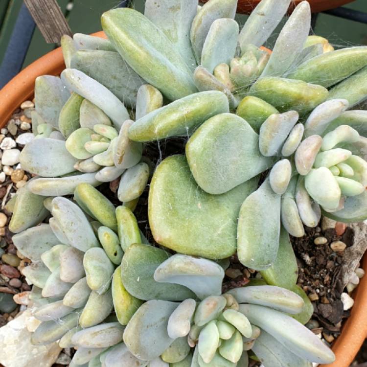 Plant image Echeveria Glow Sport