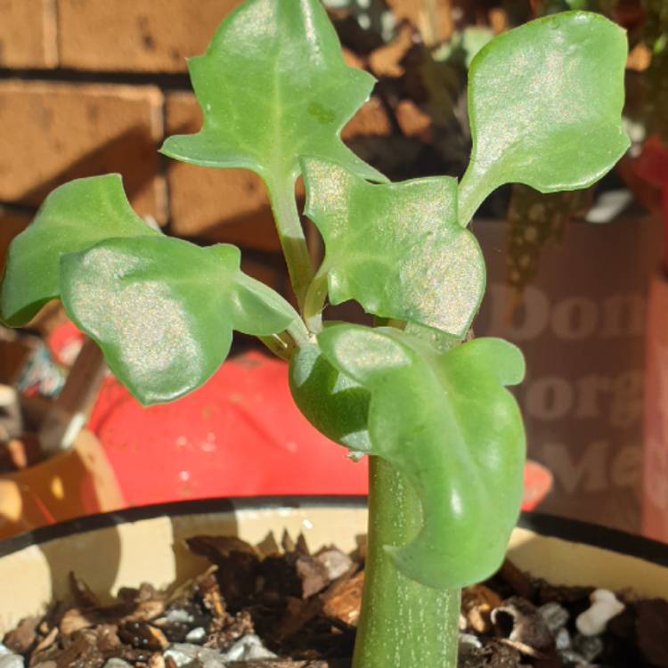 Plant image Senecio articulatus var. globosa