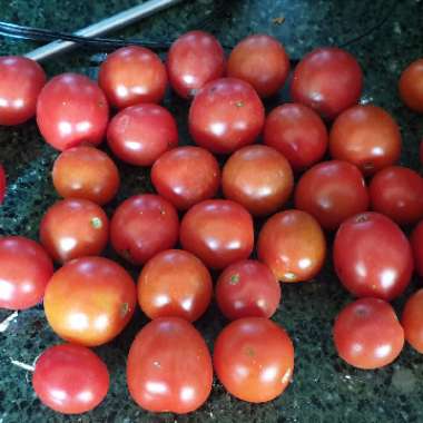 Solanum Lycopersicum var. cerasiforme 'Terenzo'