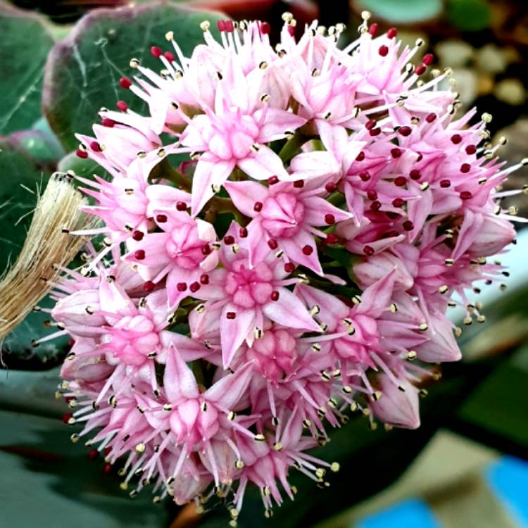 Plant image Hylotelephium Sieboldii var. Sieboldii Mediovariegatum