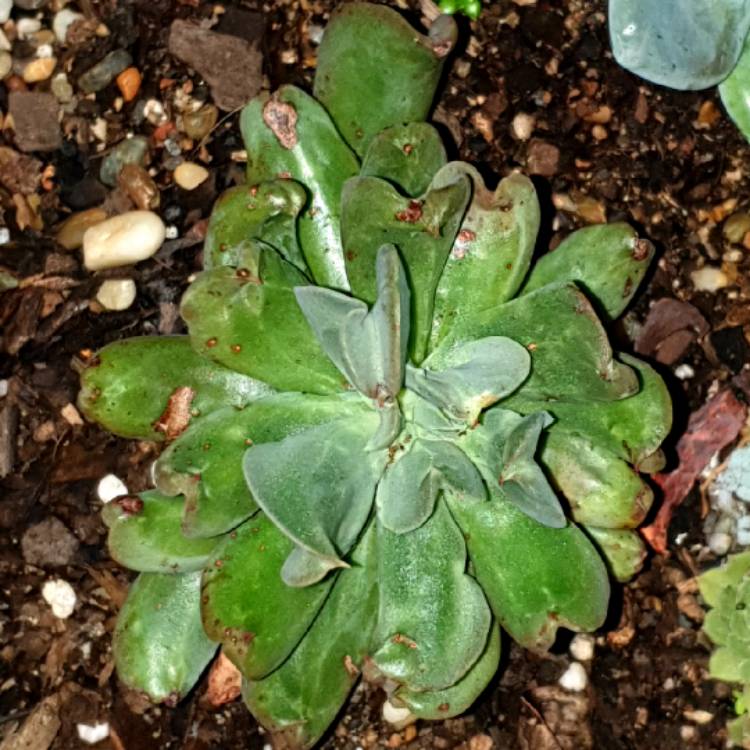 Plant image Echeveria Dark Vader