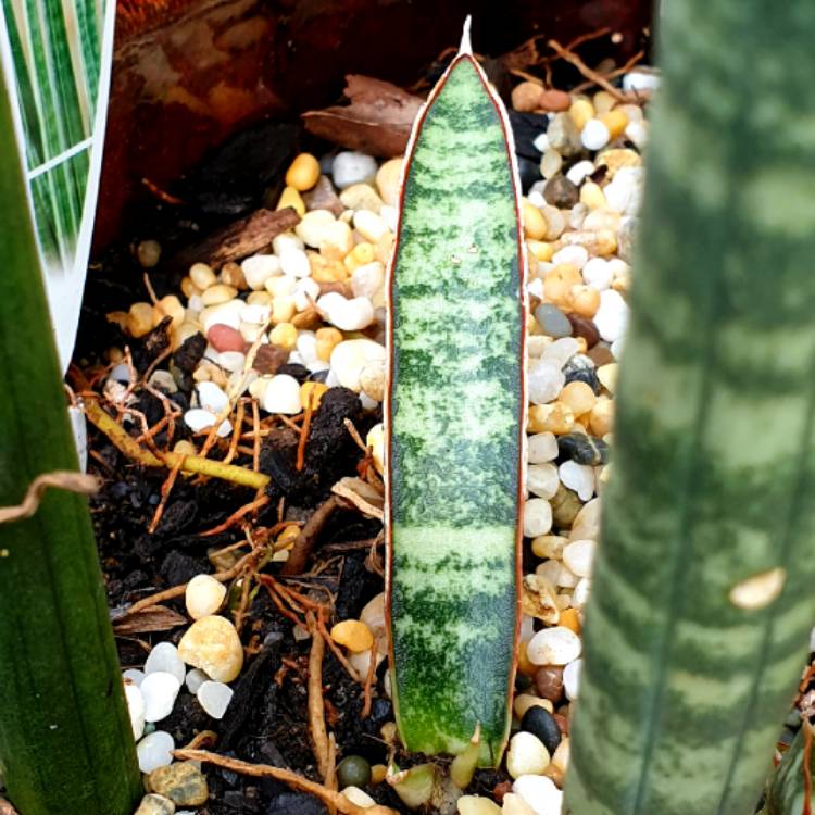 Plant image Sansevieria Fischeri