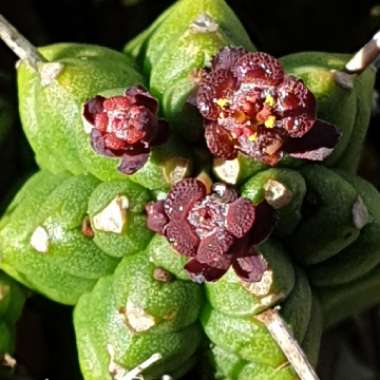 Euphorbia Mammillaris cv. Minima