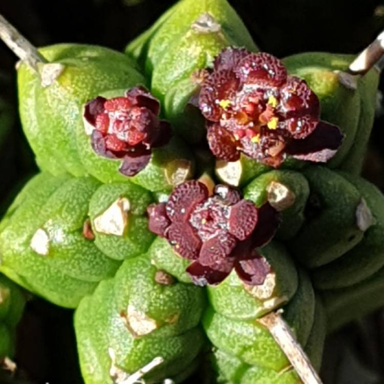 Plant image Euphorbia Mammillaris cv. Minima