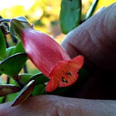 Kalanchoe uniflora 'Freedom Bells'