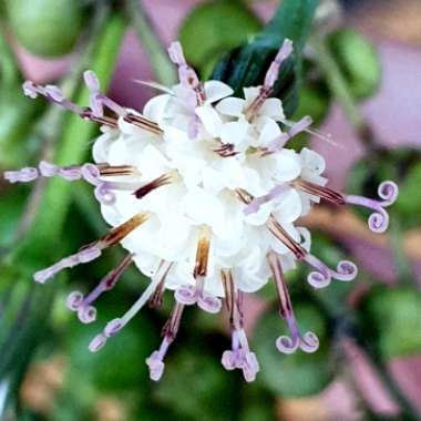 Senecio rowleyanus