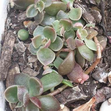 Sinocrassula Indica