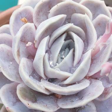 Echeveria Blue Surprise