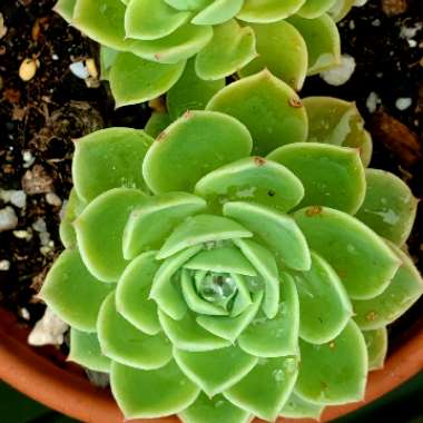 Echeveria Coolvue