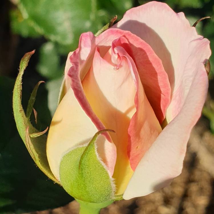 Plant image Rosa 'Meimagarmic' syn. Rosa 'Princesse de Monaco', Rosa 'Princess Of Monaco', Rosa 'Grace Kelly', Rosa 'Princess Grace', Rosa 'Princesse Grace de Monaco'