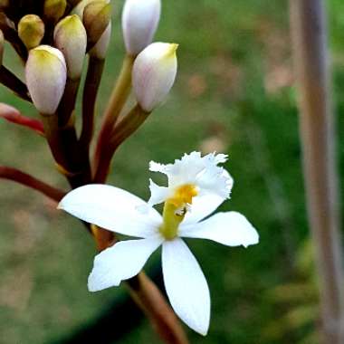 Epidendrum Radicans