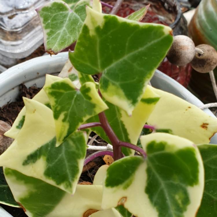 Plant image Senecio macrogiossus