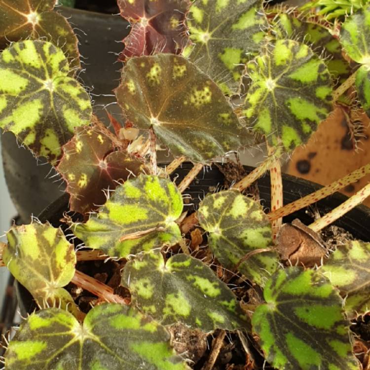 Plant image Begonia bowerae syn. Begonia bowerii, Begonia boweri