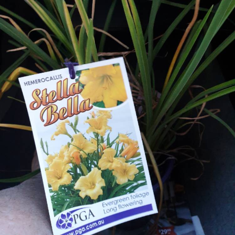 Plant image Hemerocallis 'Stella Bella'