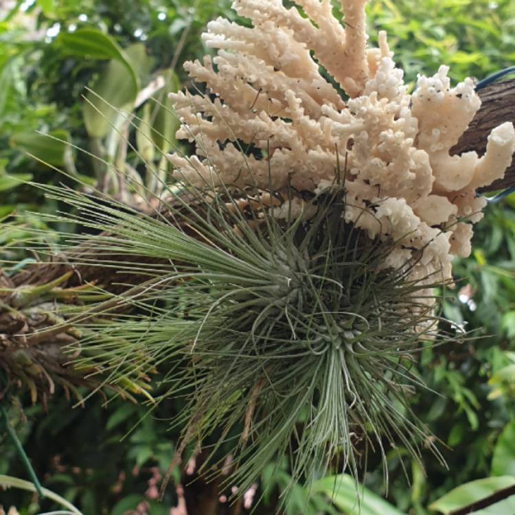 Plant image Tillandsia andreana