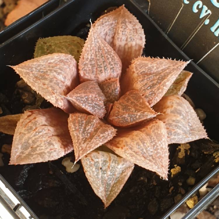 Plant image Haworthia Emelyae cv. Hongshou