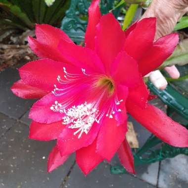 Epiphyllum