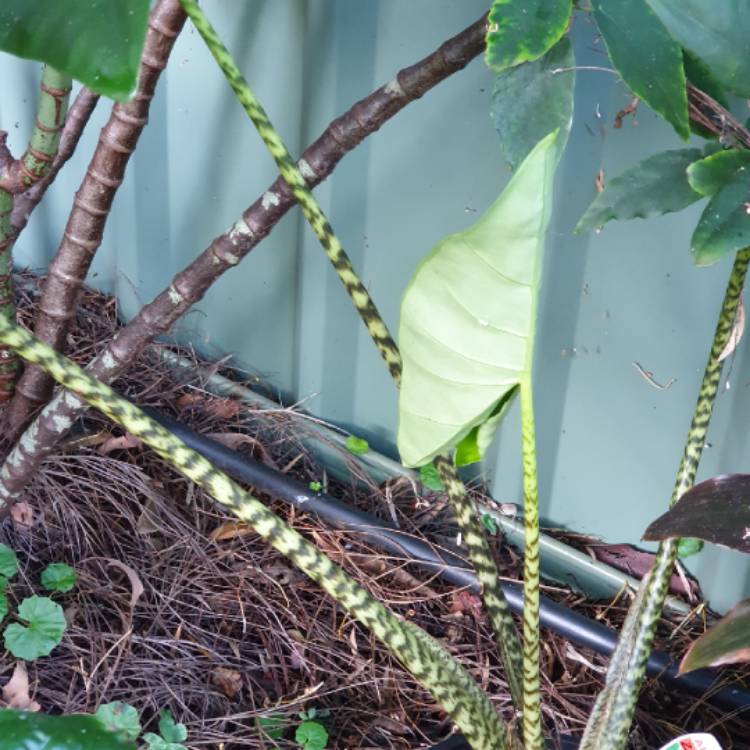 Plant image Alocasia zebrina 'Reticulata'