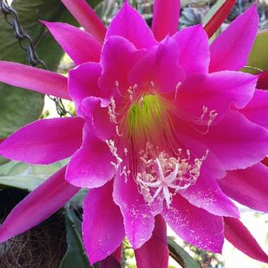 Epiphyllum