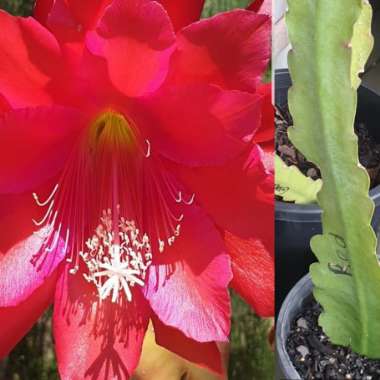 Epiphyllum Noid Red