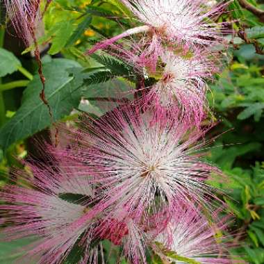 Calliandra surinamensis 'Pink Poodle'