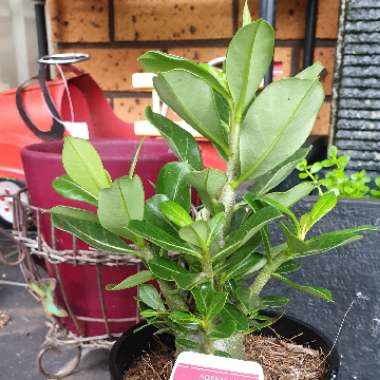 Adenium obesum