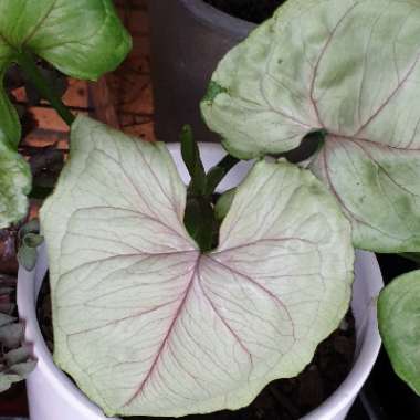 Syngonium podophyllum 'Berry Allusion'