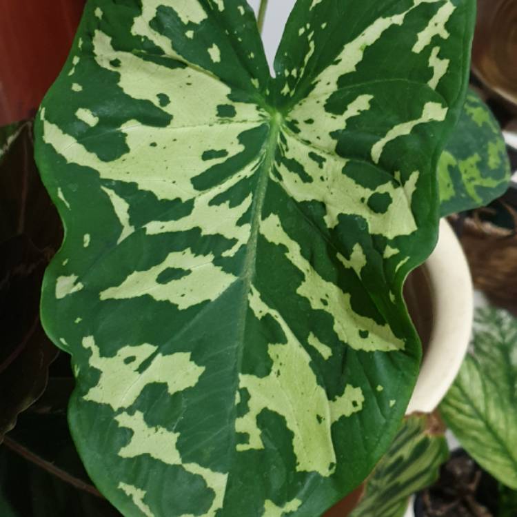 Plant image Caladium praetermissum