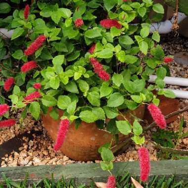 Acalypha pendula