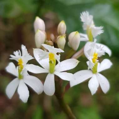 Epidendrum