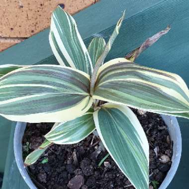 Cordyline Fruticosa 'Mocha Latte'