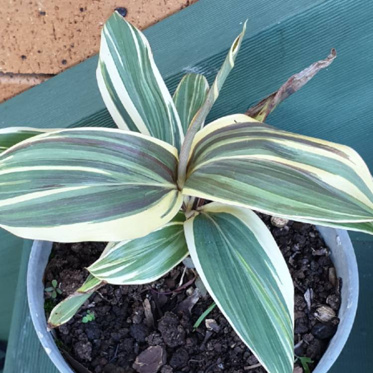 Plant image Cordyline Fruticosa 'Mocha Latte'