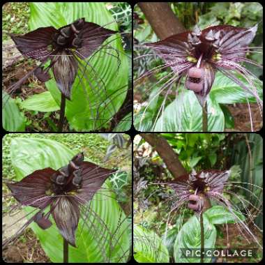 Tacca chantrieri