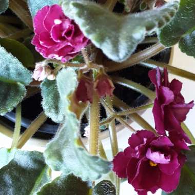 Streptocarpus sect. Saintpaulia 'Ness' Antique Red' syn. Saintpaulia 'Ness' Antique Red'