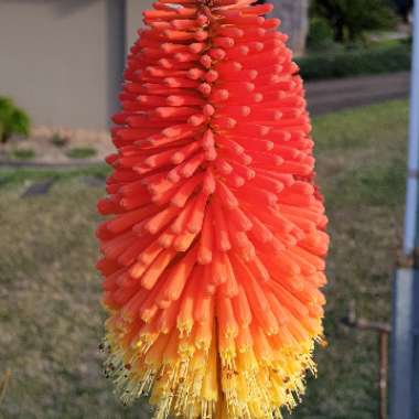 Kniphofia