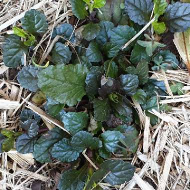 Ajuga reptans