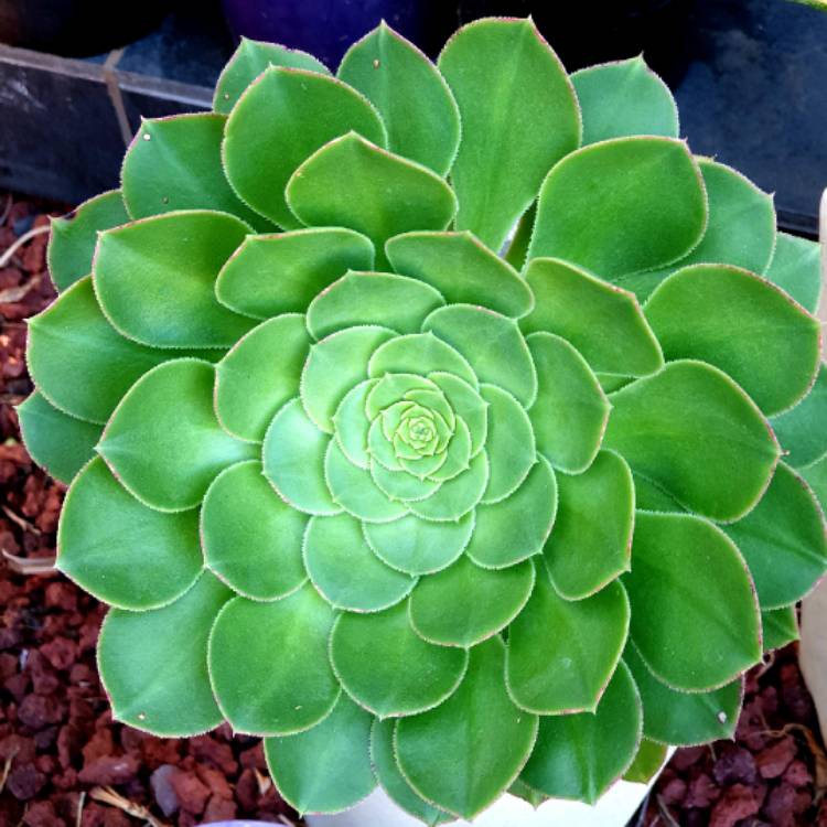 Plant image Aeonium Aizoon