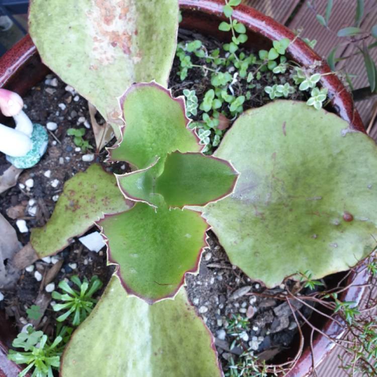 Plant image Kalanchoe Synsepala 'Gremlin'