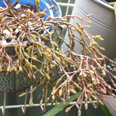 Rhipsalis Salicornioides