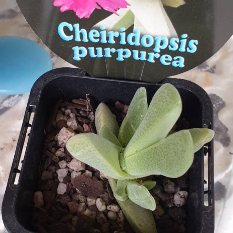 Plant image Cheiridopsis Purpurea