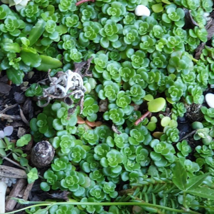 Plant image Sedum Makinoi 'Limelight'