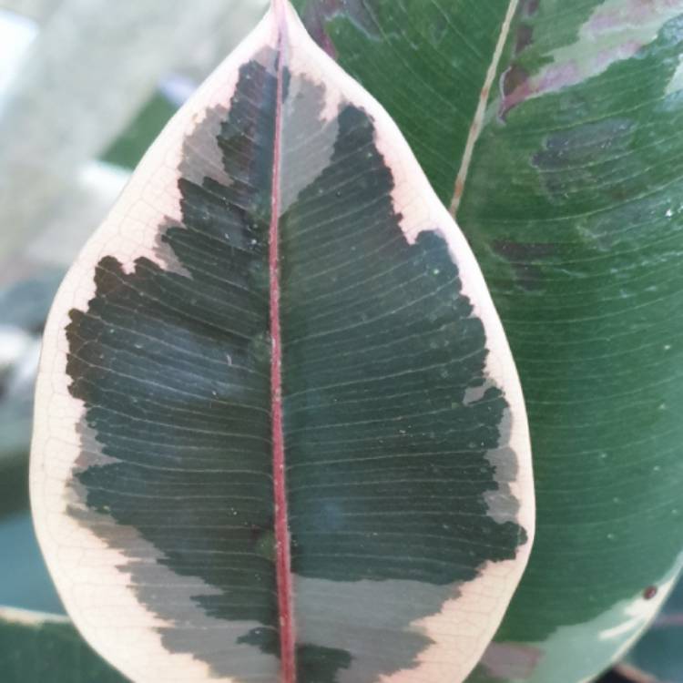 Plant image Ficus elastica 'Variegata'